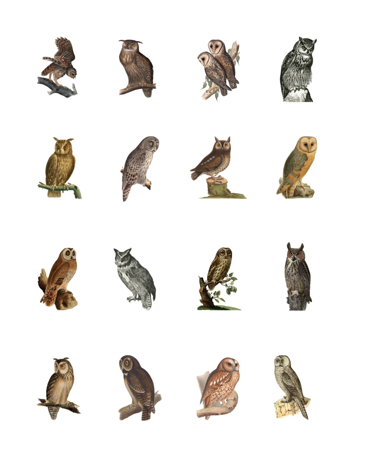 PCC 2041 OWLS Transfer Paper | THE CHARM BAR